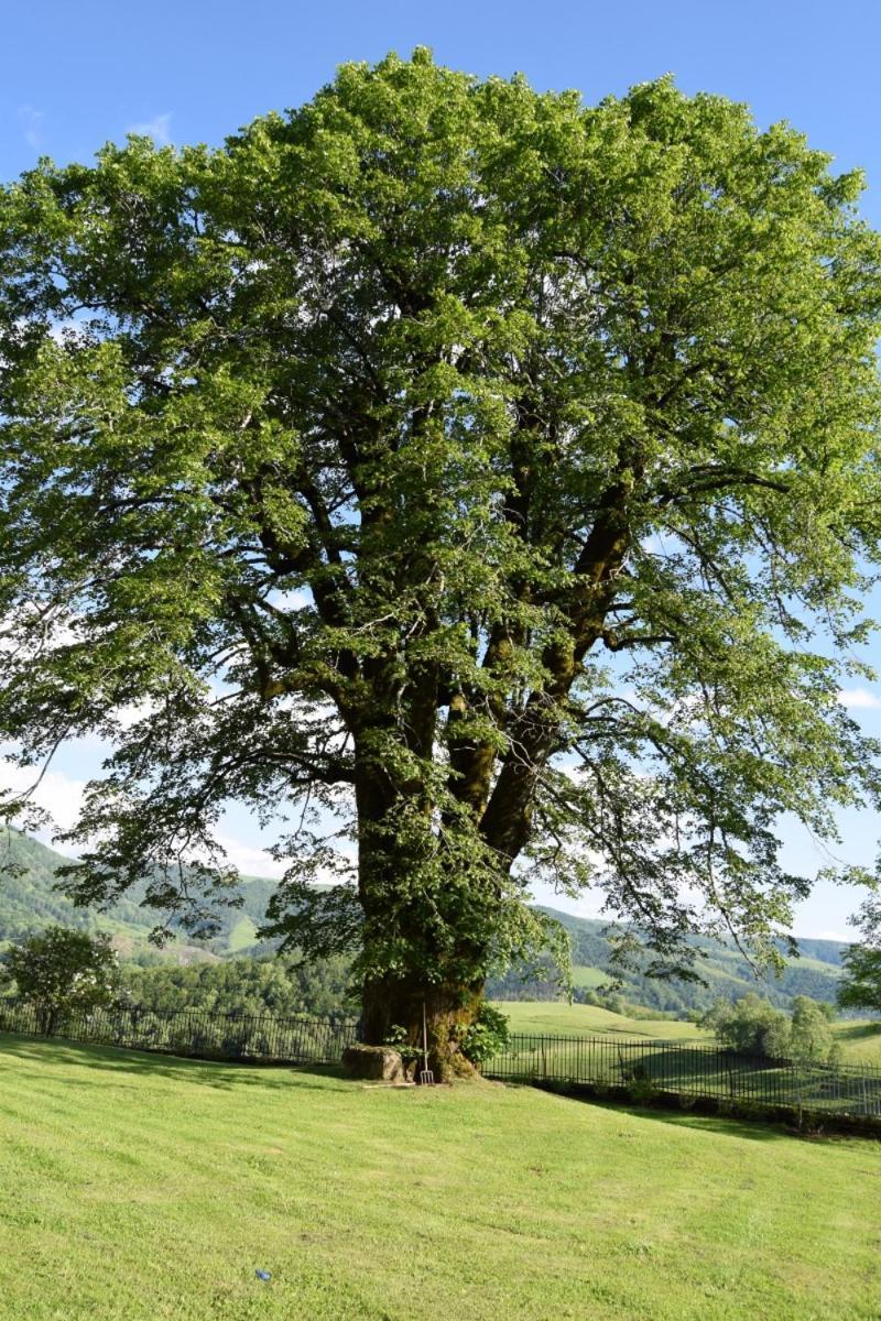 Gite 4 Personnes Dans Le Cantal Animaux Bienvenus Lascelle Buitenkant foto